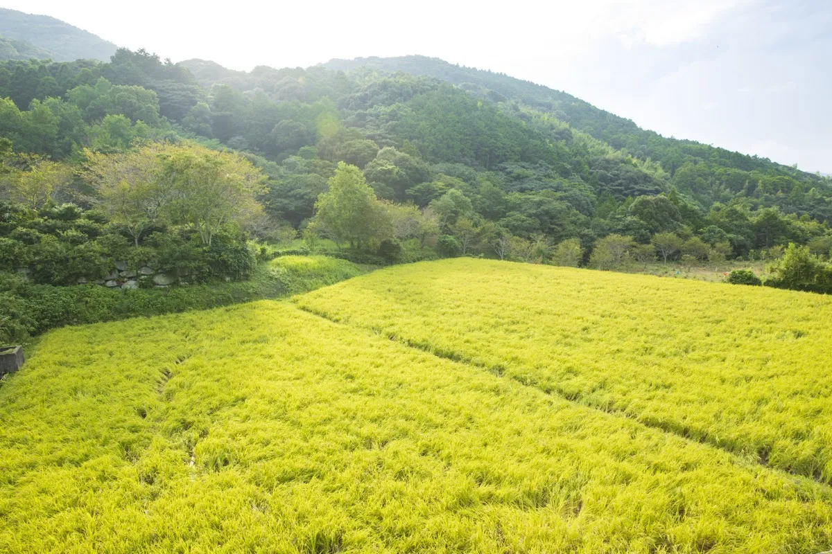 佐賀県唐津市産