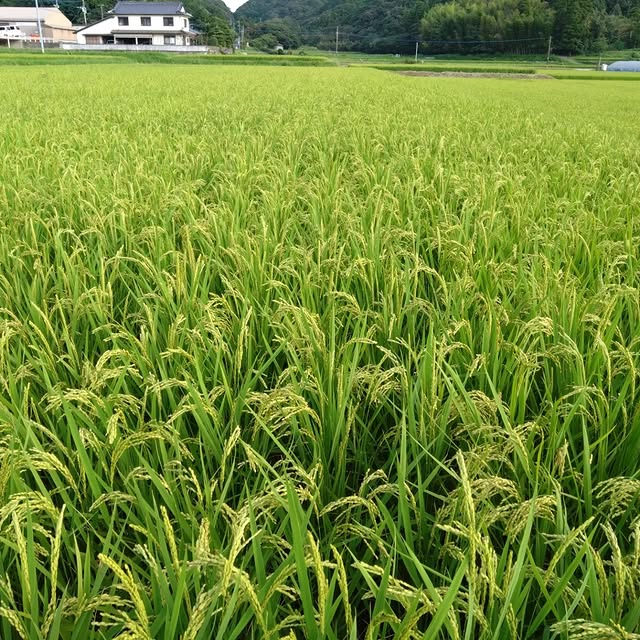 肥料・農薬不使用