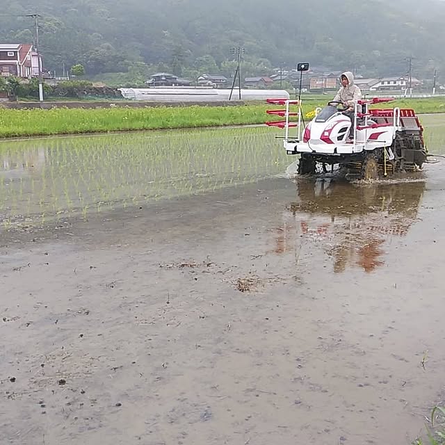 間隔を保つ丁寧な田植え